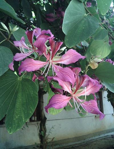  Hong Kong Orchid Tree seeds Bauhinia purpurea MAGENTA